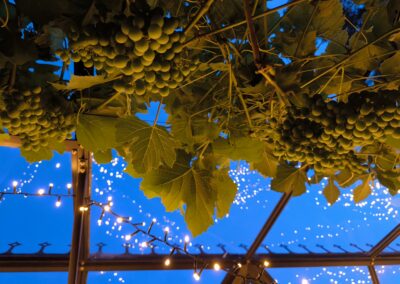 Sirius voiinamarjade ja valgustusega